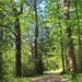 The Soos Creek Trail