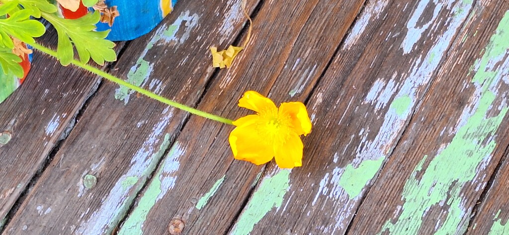 Yellow poppy by 912greens