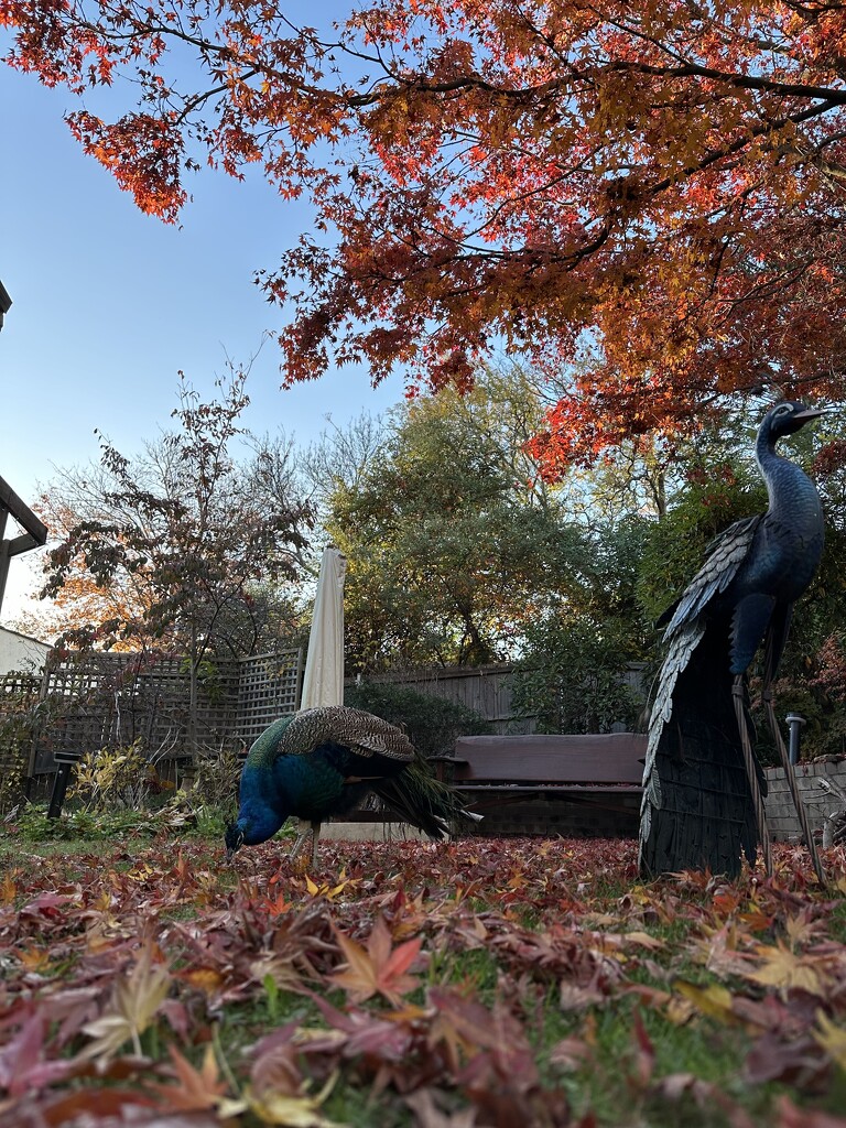 Peacock in Autumn colours by pusspup