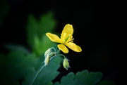12th May 2024 - Greater Celandine