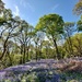 Bluebell time, Carstramon Wood near Gatehouse of Fleet 