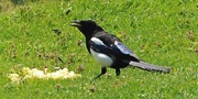 12th May 2024 - Magpie