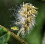 13th May 2024 - Willow seed.