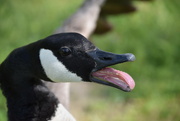 13th May 2024 - One Mad Goose