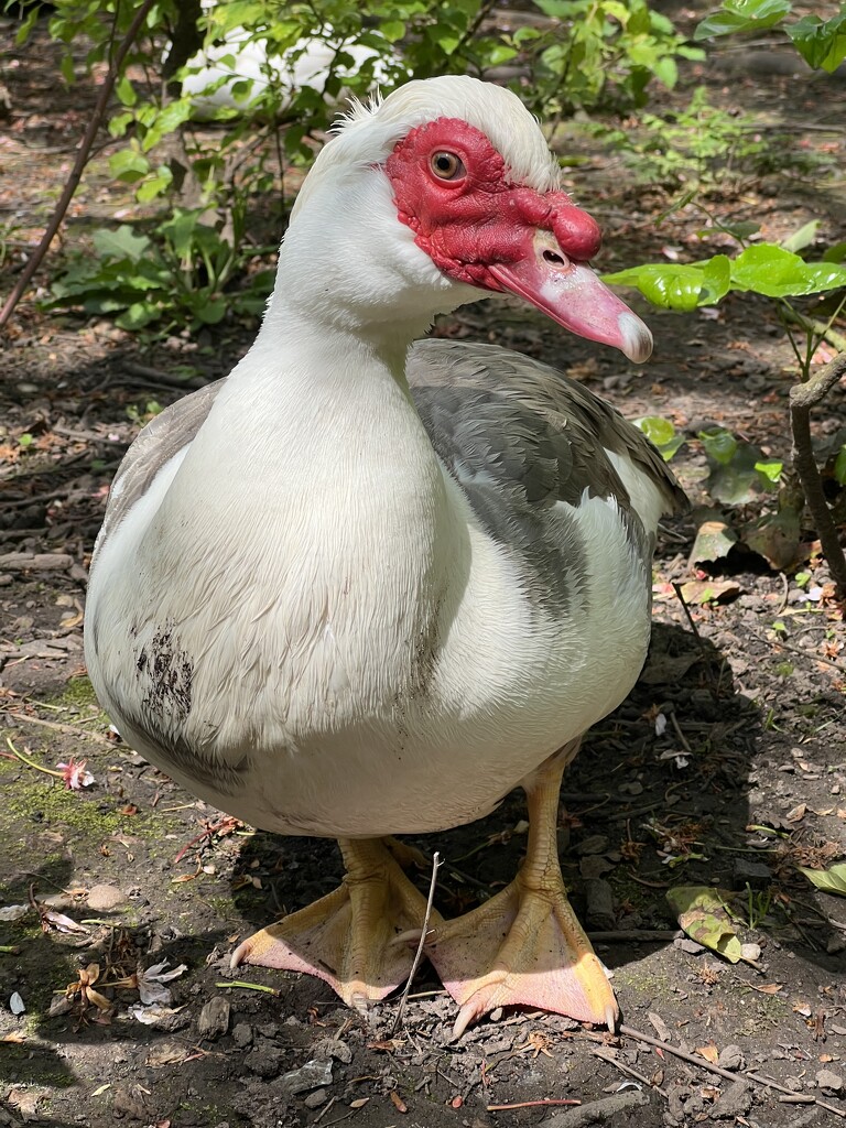Muscovy Duck by tinley23
