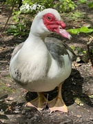 13th May 2024 - Muscovy Duck