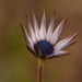 South African daisy...............