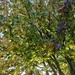 Autumn Tree