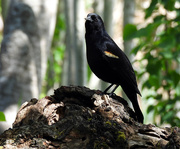 13th May 2024 - Red-Winged Blackbird 