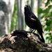 Red-Winged Blackbird 