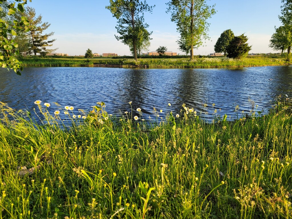 Pond flowers by scoobylou