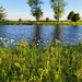 Pond flowers by scoobylou