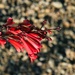 5 11 Firecracker plant by sandlily