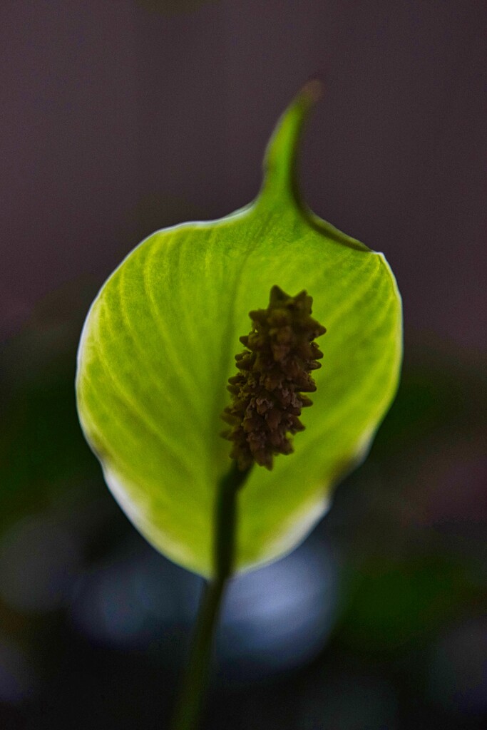 5 12 Backlit Peace Lily by sandlily