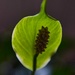 5 12 Backlit Peace Lily