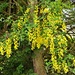 Laburnum Flowers