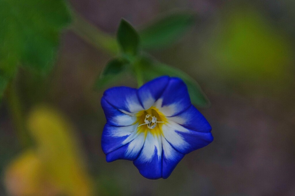 5 12 Tricolor wildflower by sandlily