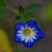 5 12 Tricolor wildflower by sandlily