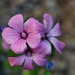 5 12 Trio of Common Mallow flowers by sandlily