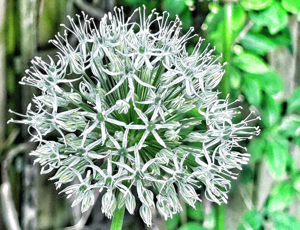 Allium by carole_sandford