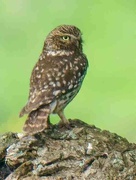 13th May 2024 - Little Owl 