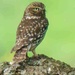 Little Owl  by padlock