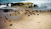 13th May 2024 - The California Sea Lion