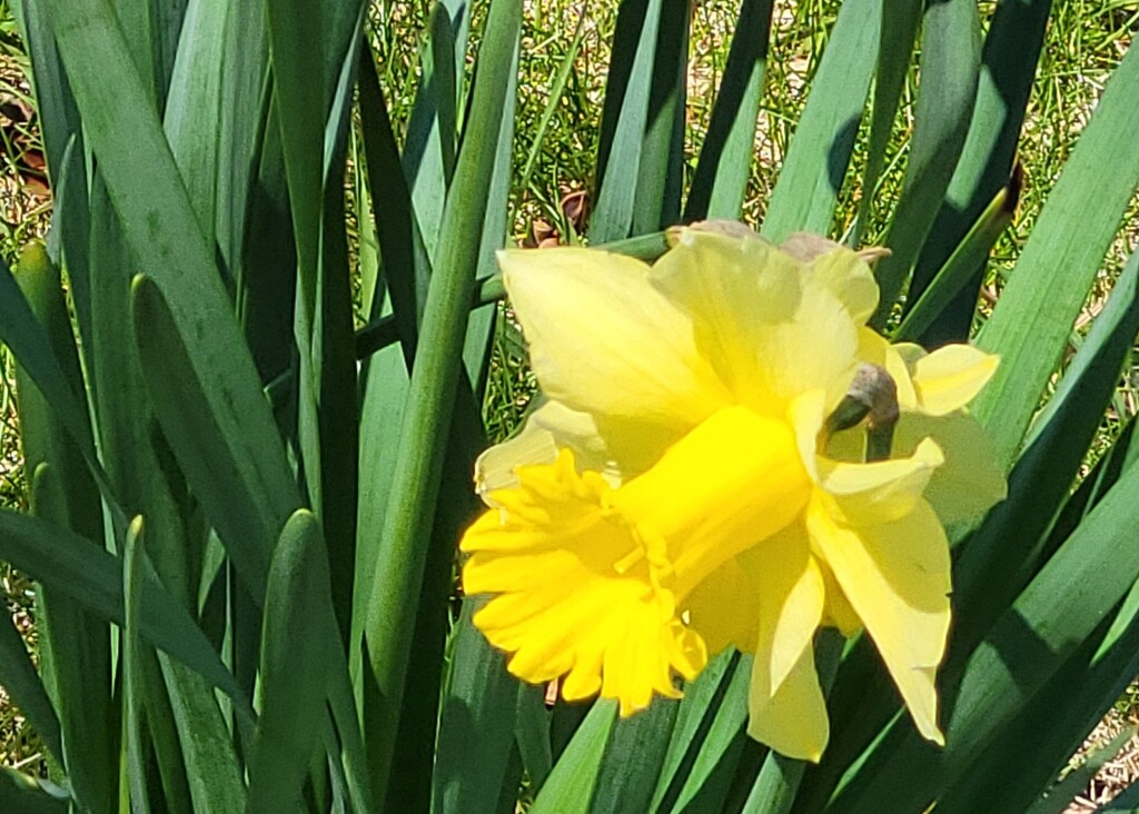 Yellow Daffie by paulabriggs