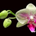 Our first orchid bloom by shutterbug49