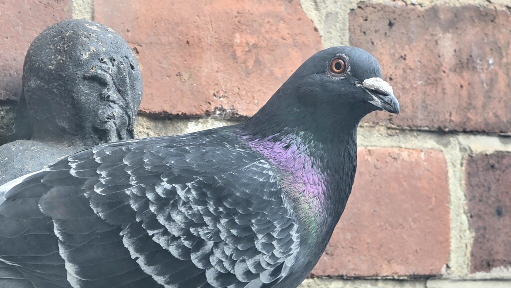 133/366 - Backyard pigeon  by isaacsnek