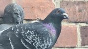 12th May 2024 - 133/366 - Backyard pigeon 