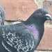 133/366 - Backyard pigeon 