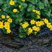 Marsh Marigold by lifeat60degrees