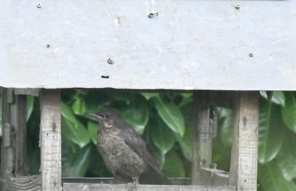 Little blackbird  by rosiekind