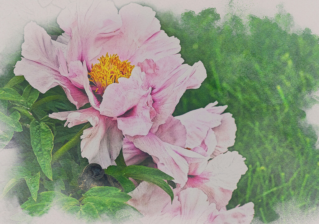  A Curve of Peonies by gardencat
