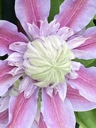 12th May 2024 - Clematis Flower 