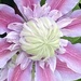 Clematis Flower 