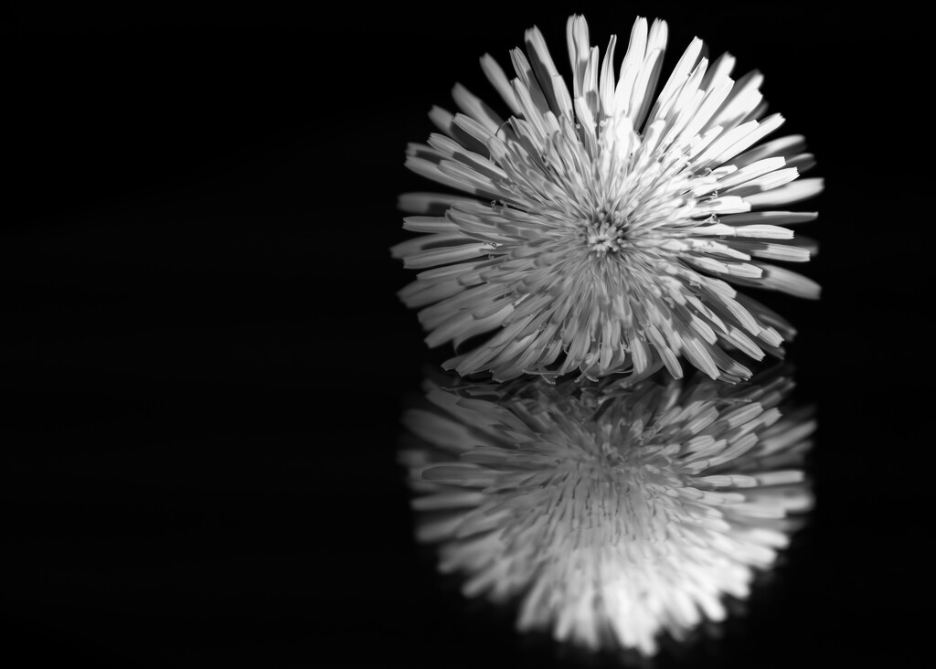 Reflected Dandelion by hannahcallier