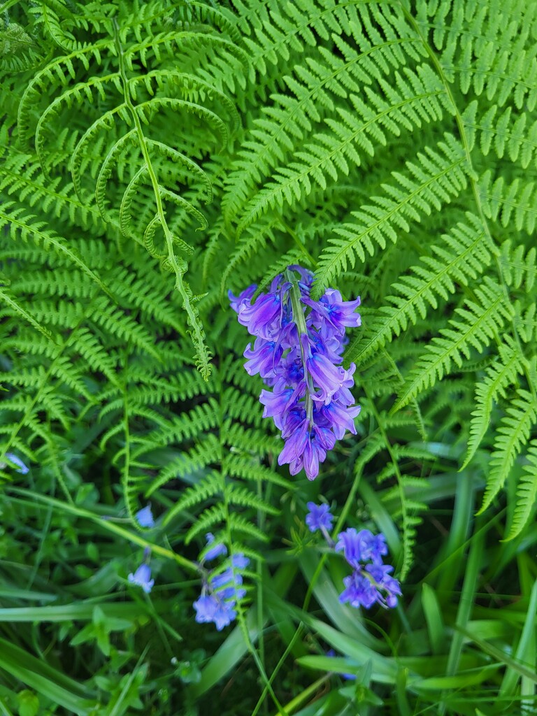 Bluebells and Ferns by paulabriggs