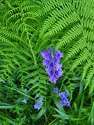 2nd May 2024 - Bluebells and Ferns