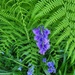 Bluebells and Ferns by paulabriggs