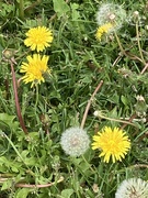 13th May 2024 - D Is for Dandelions