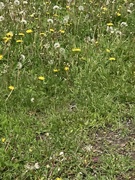 13th May 2024 - Field of Dandelions