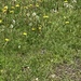 Field of Dandelions by spanishliz