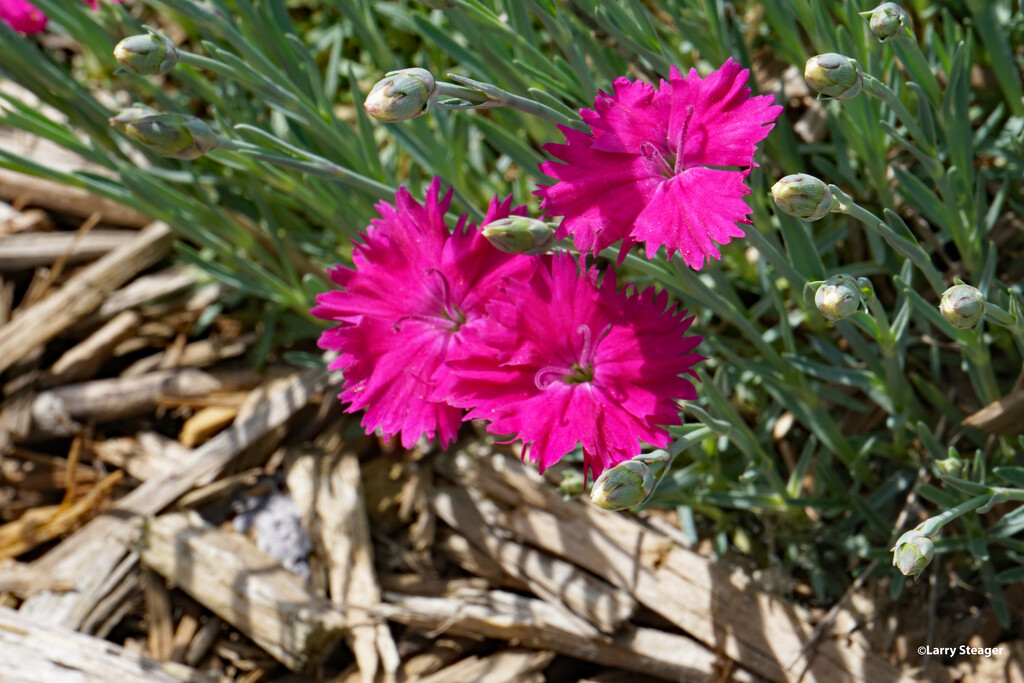 Dianthus aka Pinks by larrysphotos