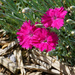 Dianthus aka Pinks