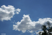 13th May 2024 - Puffy clouds