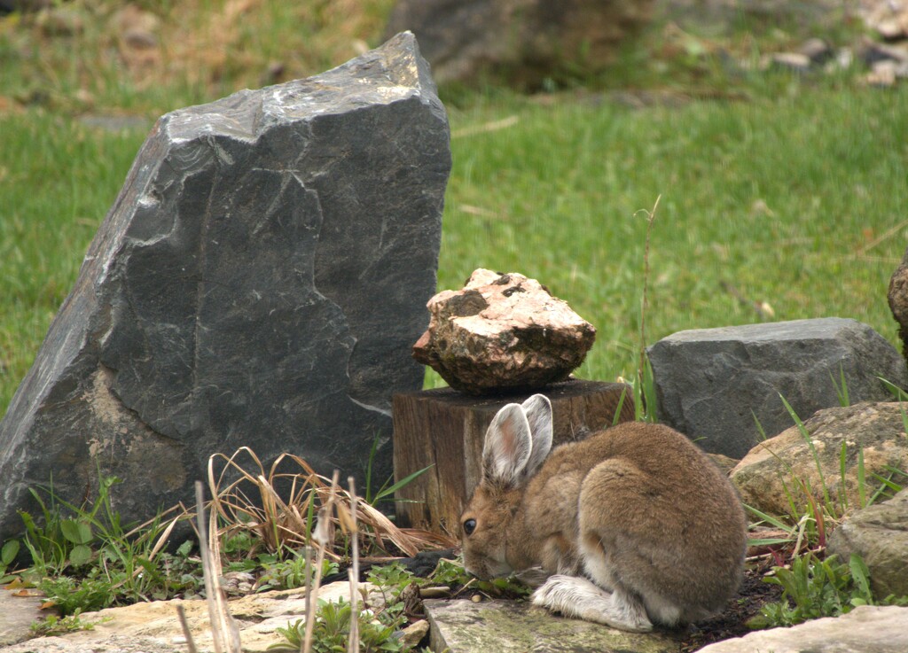 Snowshoe Hare by radiogirl