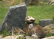 13th May 2024 - Snowshoe Hare