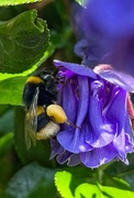 12th May 2024 - Busy bee